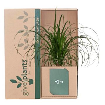 Ponytail Palm